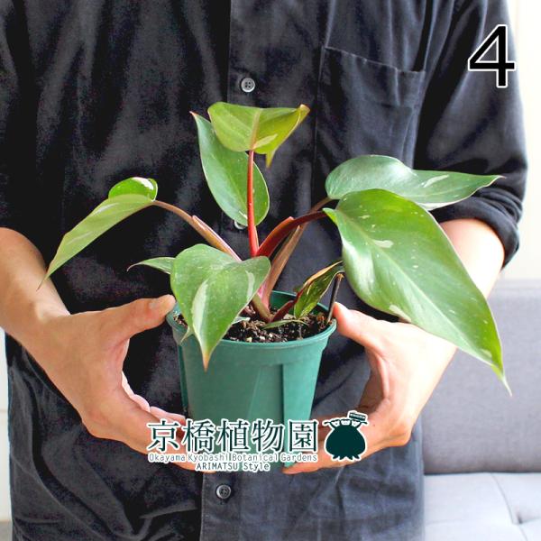 現品】フィロデンドロン・ピンクプリンセス 4号 緑鉢（4） : 花の