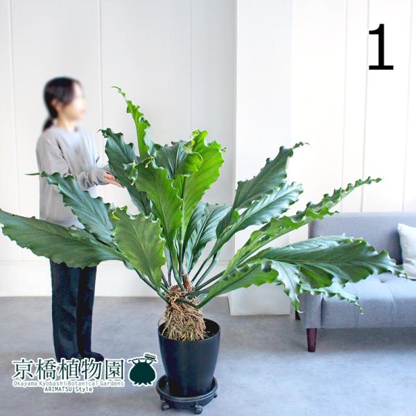 現品】アンスリウム・フーケリー 10号 黒鉢（1） : 花のアリマツ Yahoo