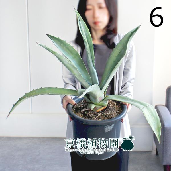 現品】アガベ・アメリカーナ・エクスパンサ 8号 黒鉢（6） : 花の