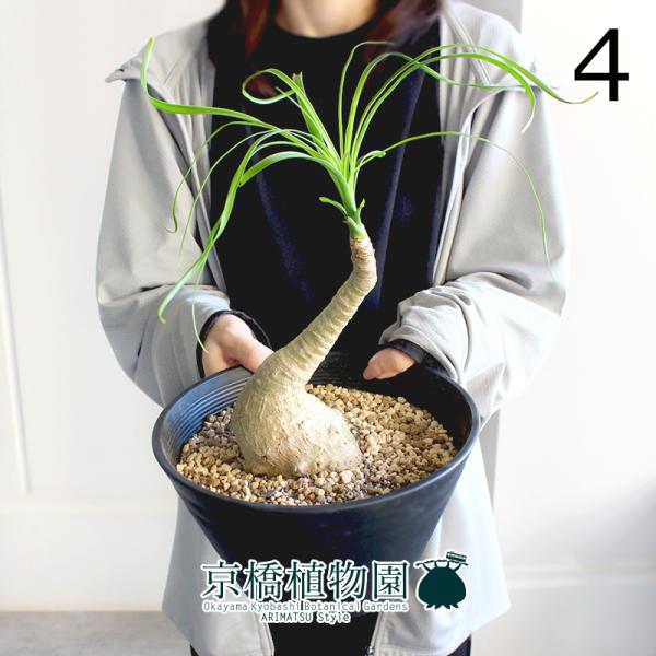 現品】トックリラン/ノリナ/ポニーテール 曲がり 7号 黒セラアート鉢