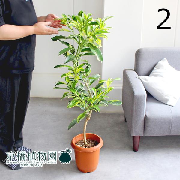 現品】ファグラエア・ベルテロアナ 斑入り 曲がり 7号 茶鉢（2） 現品