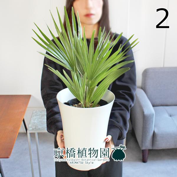 【現品】チャメロプス　フミリス　ボルケーノ　9号　GH番 楽天市場】【現品・現物】【耐寒性ヤシ 椰子】チャメロプス