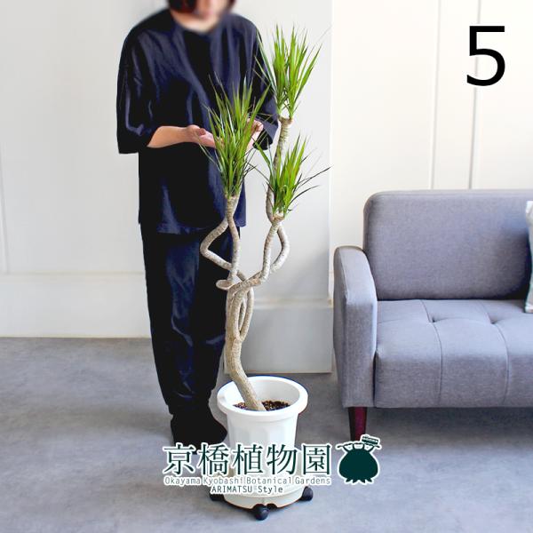 現品】ドラセナ・コンシンネ “龍” 8号 白鉢 （1） 現品］6番 ドラセナ