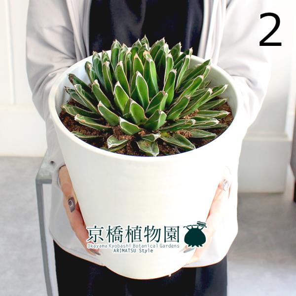 【現品】アガベ・ササノユキ（笹の雪）　7号（2）白セラアート鉢　（2） 現品】アガベ・ササノユキ（笹の雪） 7号（2）白セラアート鉢