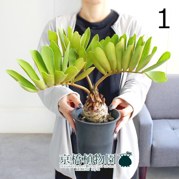 現品】ザミア・プミラ（メキシコソテツ） 4号 緑鉢（2） 現品