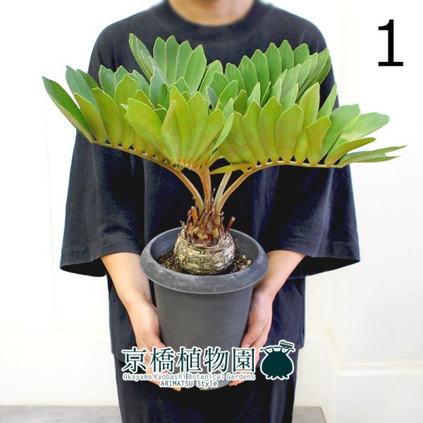 【現品】ザミア・プミラ（メキシコソテツ）　6号　黒鉢　（2） 現品】ザミア・プミラ（メキシコソテツ） 6号 黒鉢（1） : 花の