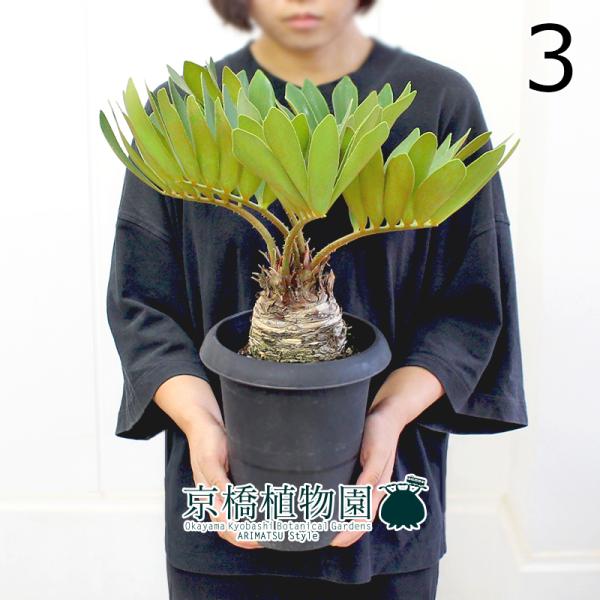 【現品】ザミア・プミラ（メキシコソテツ）　6号　黒鉢　（2） 現品】ザミア・プミラ（メキシコソテツ） 6号 黒鉢（3） : 花の