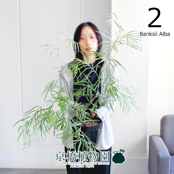 【現品】グレビレア　6号（2）バンクシーアルバ　黒鉢 現品】グレビレア 6号（2）バンクシーアルバ 黒鉢 : 花のアリマツ