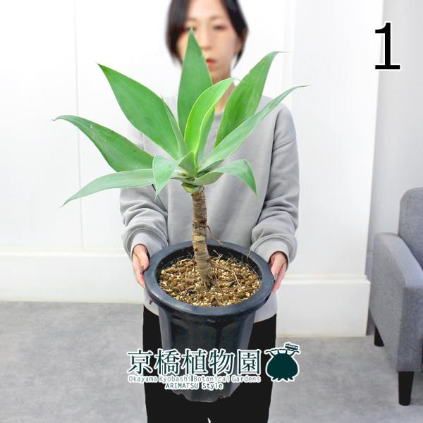 【現品】アガベ・アテナータ　8号　黒鉢　（1） 現品】アガベ・アテナータ 8号 黒鉢（1） : 花のアリマツ Yahoo!店