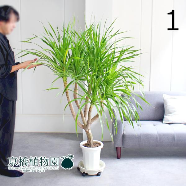 観葉植物　ドラセナ　カンボジアーナ　８号鉢 観葉植物 ドラセナ カンボジアーナ（8号鉢）｜HanaPrime（ハナ