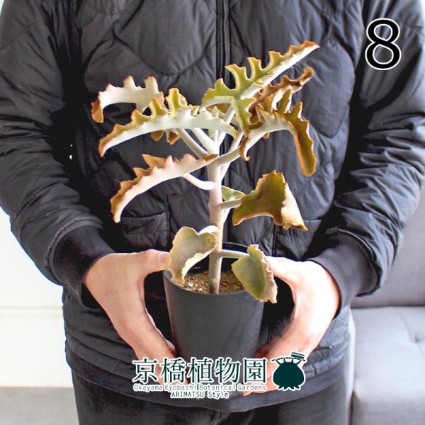 【現品】カランコエ・ベハレンシス　流通名：仙女の舞（せんにょのまい）9号鉢　ま７ 楽天市場】カランコエ （ベハレンシス： 仙女の舞）1鉢 7号