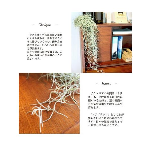 エアプランツ】チランジア・ウスネオイデス/スパニッシュモス【2束