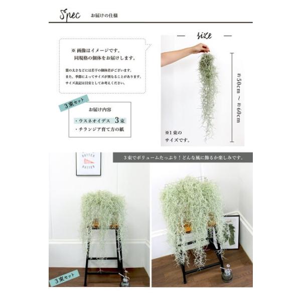 【専用商品】　チランジア　ウスネオイデス　大束8つ　　スパニッシュモス エアプランツ】チランジア・ウスネオイデス/スパニッシュモス【3束