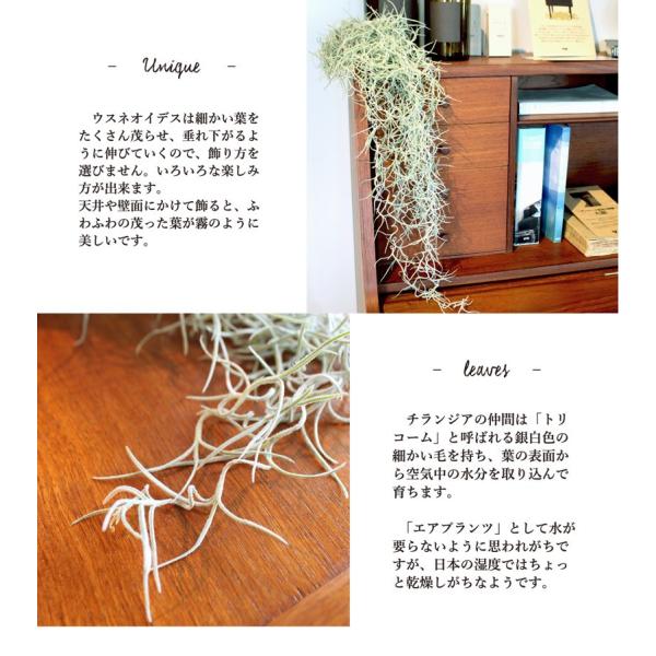 【2/1限定】　エアープランツ　チランジア　ウスネオイデス　8束　　オマケ付き green-power_ag-821_4