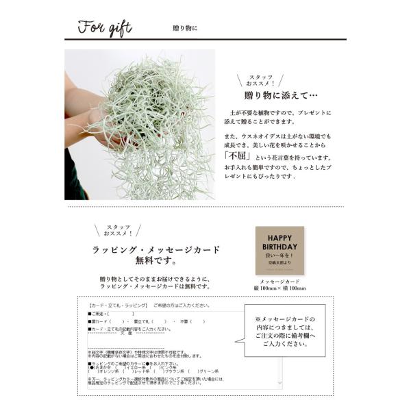 エアプランツ チランジア ウスネオイデス スパニッシュモス 1束 Ag 1 花のアリマツ Yahoo 店 通販 Yahoo ショッピング