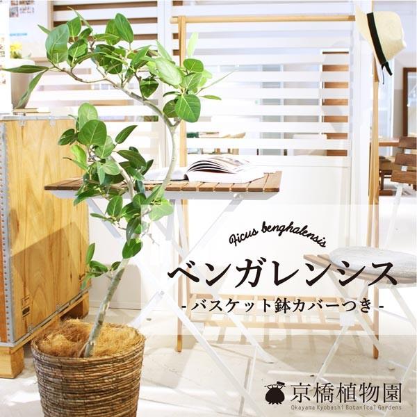 フィカス・ベンガレンシス 8号【バスケット鉢カバー付き】 : 花の 