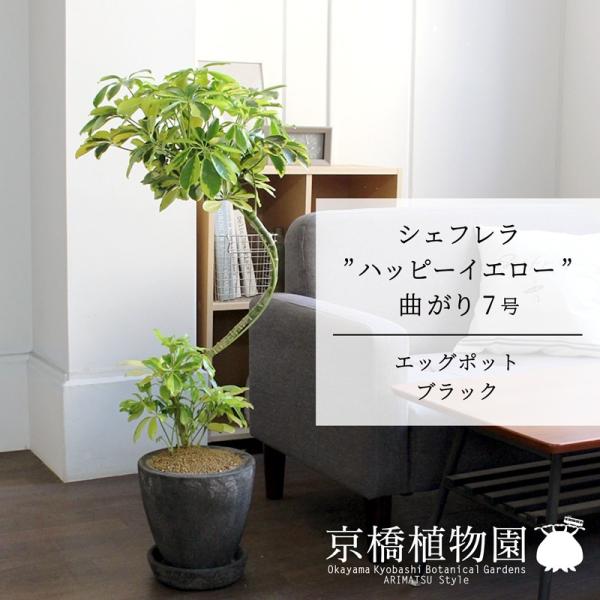フェイクグーン　「香港カポック，ハッピーイエロー」 エッグポット：ブラック】シェフレラ 'ハッピーイエロー' 曲がり7号