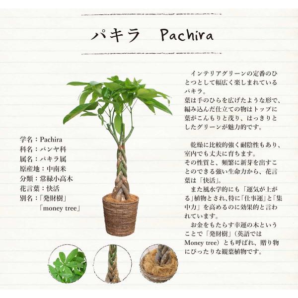 選べるカラー】パキラ（7号）【バスケット鉢カバー付き】 : 花の