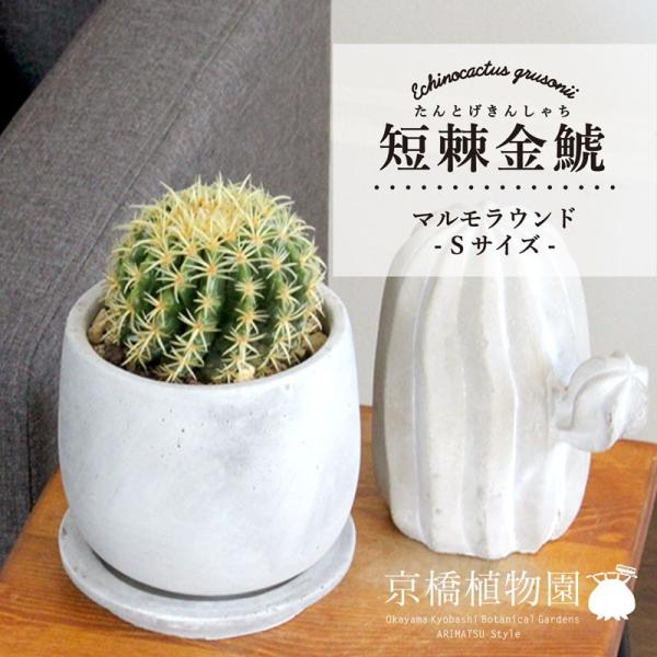 サボテンの通販 価格比較 価格 Com