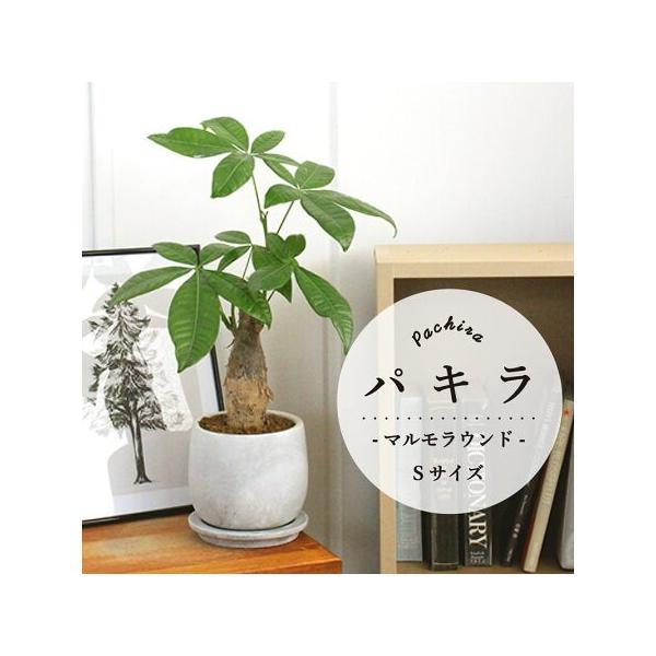 y}EhSTCYzpLy󂯎Mtzyȃ^z