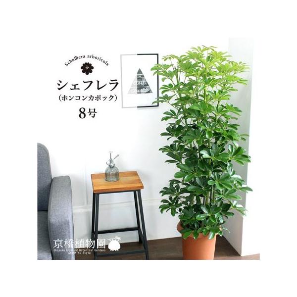 ホンコンカポック 8号【シェフレラ】【ヤドリフカノキ】 : 花の