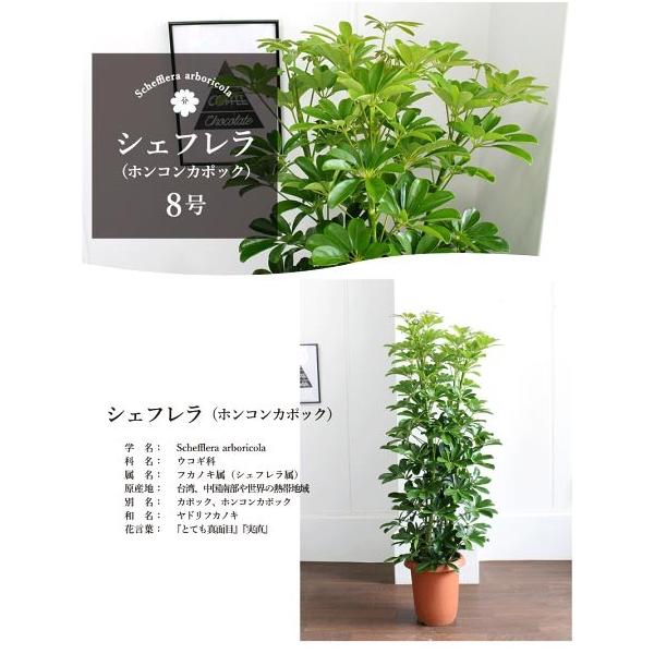 ホンコンカポック 8号【シェフレラ】【ヤドリフカノキ】 : 花の