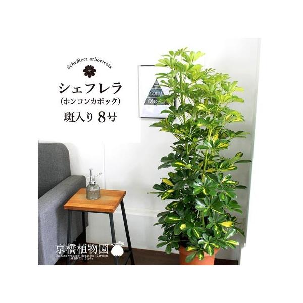 ☆斑入り☆ ホンコンカポック 8号【シェフレラ】【ヤドリフカノキ