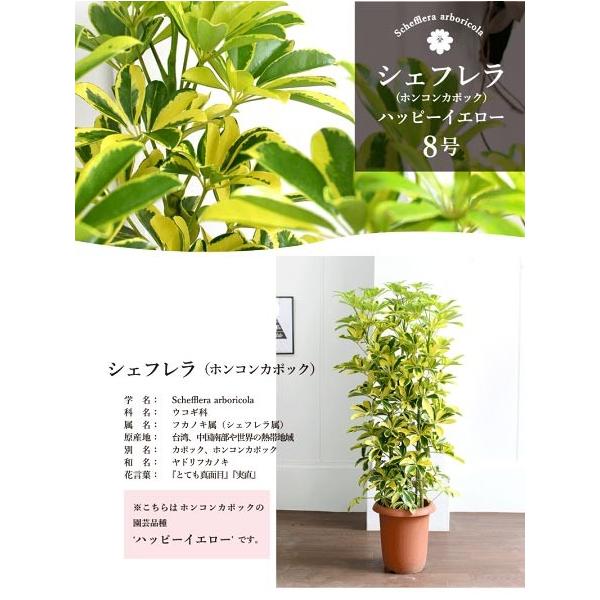ホンコンカポック ハッピーイエロー 8号 黄斑入り シェフレラ ヤドリフカノキ Agt 51 花のアリマツ Yahoo 店 通販 Yahoo ショッピング