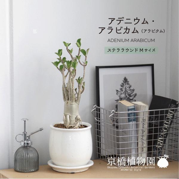 アデニウム 観葉植物の人気商品 通販 価格比較 価格 Com