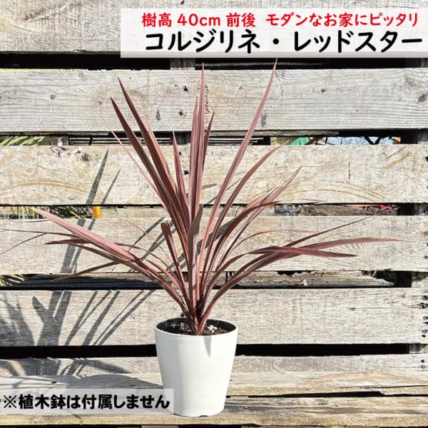 コルジリネ レッドスター　樹高40cm前後　4号ポット