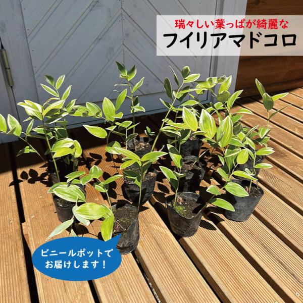 フイリアマドコロ【10本セット】斑入りアマドコロ　樹高20cm前後　9cmポット