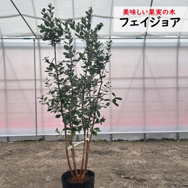 フェイジョア　130cm前後