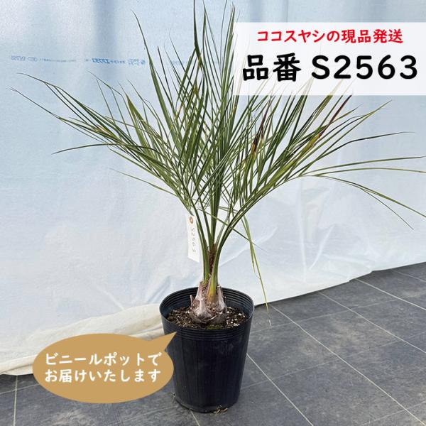 ココスヤシ　樹高60〜65cm前後　品番：S2563、S2564　南国リゾートの雰囲気