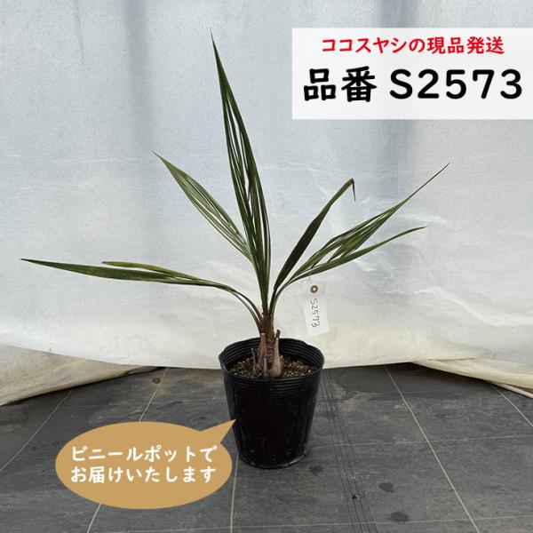 ココスヤシ　樹高55cm前後　品番：S2573　現品発送