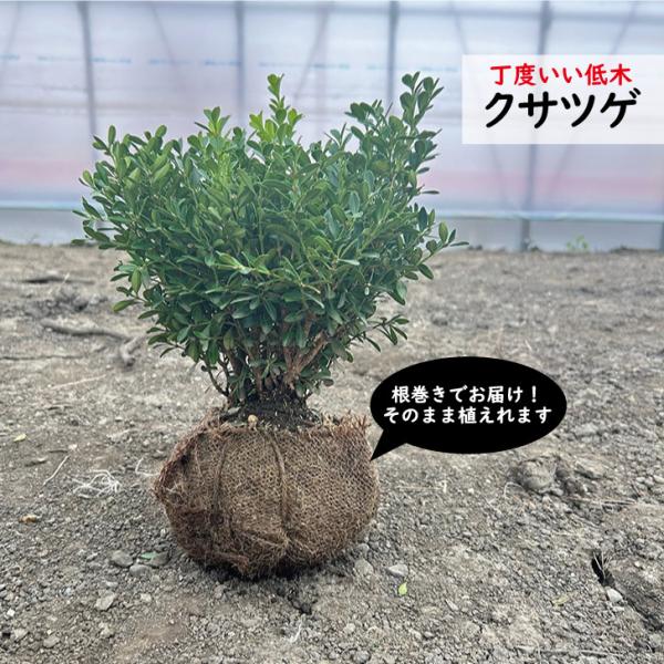 常緑樹　2種セット green-smile_kt-20