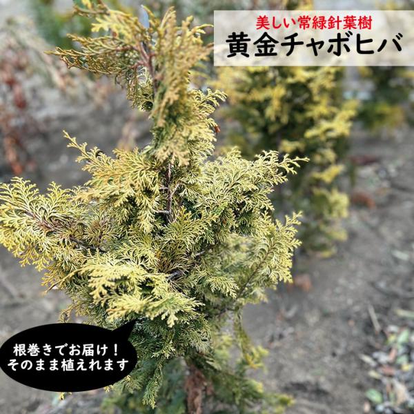黄金チャボヒバ　樹高1m前後　根巻き　生垣にもってこい