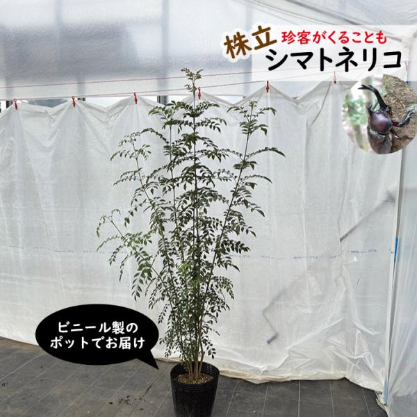 シマトネリコ　株立　高さ1.5m前後　シンボルツリー　常緑　カブトムシの木