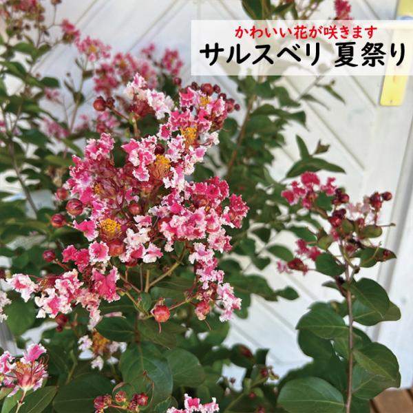 百日紅　サルスベリ　夏祭り/ 525 サルスベリ（百日紅）：ペパーミントレース(夏祭り）4号ポット