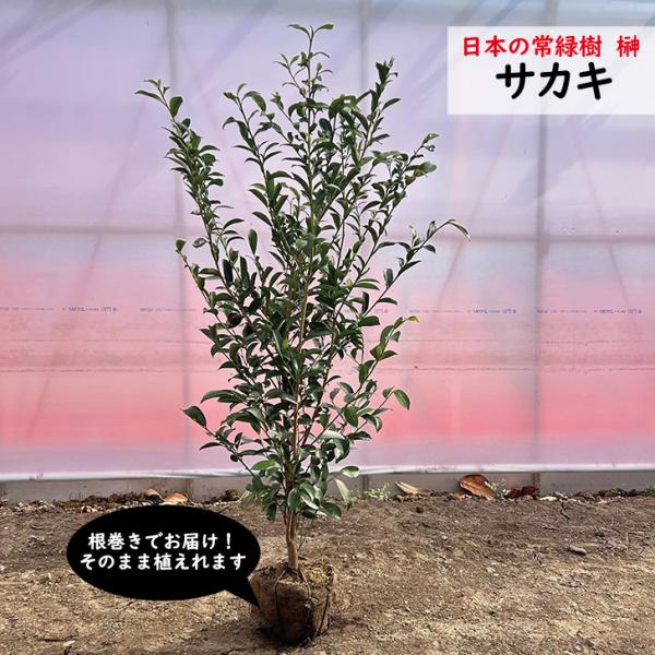 サカキ　榊　1.1m前後