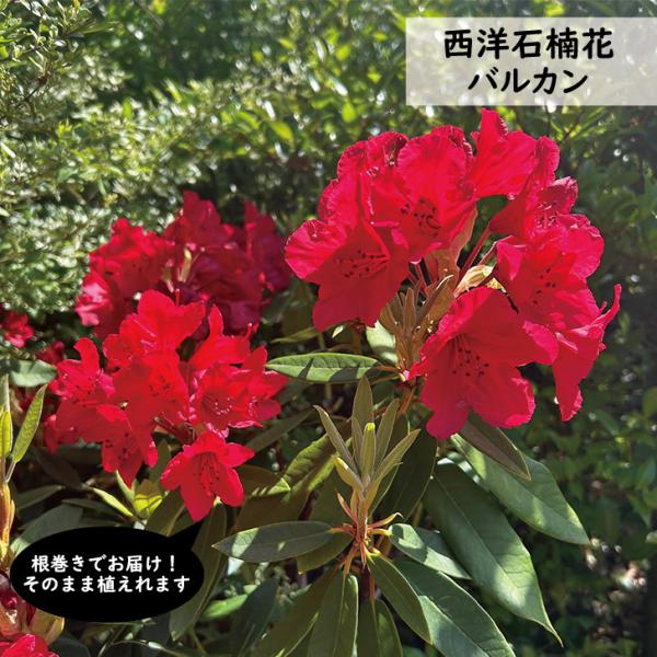 西洋石楠花（セイヨウシャクナゲ）バルカン　80cm前後