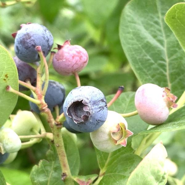 ブルーベリー 苗木 ハーバード 13 5cmポット苗 3年生苗 ノーザンハイブッシュ系 ブルーベリー 苗 Buyee Buyee 提供一站式最全面最专业现地yahoo Japan拍卖代bid代拍代购服务 Bot Online