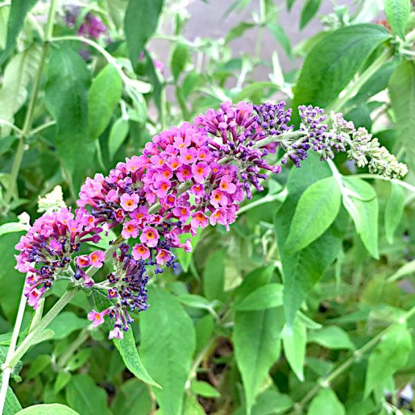 ブッドレア 苗木 フラワーパワー 13 5cmポット苗 3年生苗 ブットレア 苗 Buyee Buyee Japanese Proxy Service Buy From Japan Bot Online