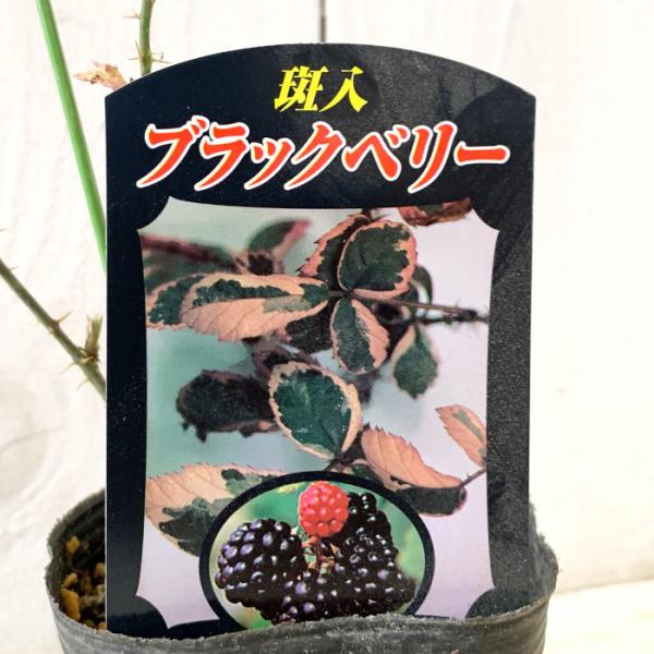 ブラックベリー 苗木 斑入りブラックベリー 9cmポット苗 2年生苗 ブラックベリー 苗斑入りブラックベリーは、薄い緑色の葉の輪郭部分が白くなる、斑入りの美しい品種です。紅葉時には白からダークピンクへと変化していくので、葉色の変化も楽しめま...