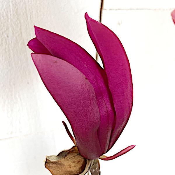 ガール マグノリア 苗木 アン 13 5cmポット苗 3年生苗 ガールマグノリア 苗 モクレン Buyee Buyee Japanese Proxy Service Buy From Japan Bot Online