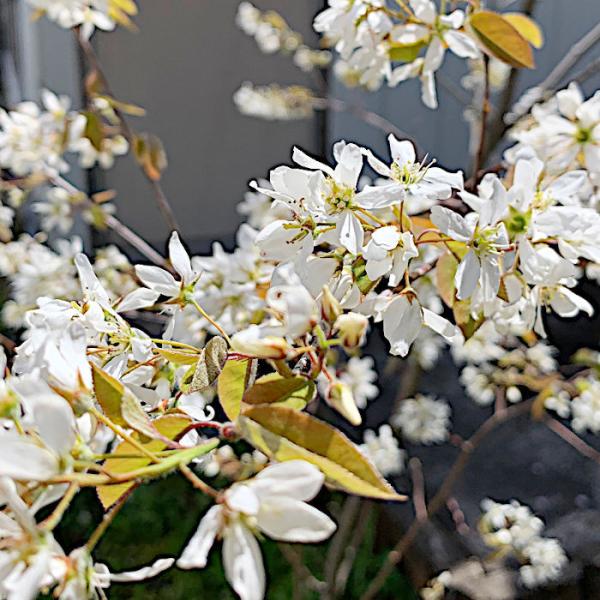 ジューンベリー 苗木 バレリーナ 13 5cmポット苗 3年生苗 ジューンベリー 苗 Jb Brn 苗通販店 ぐりーんべりぃ 通販 Yahoo ショッピング