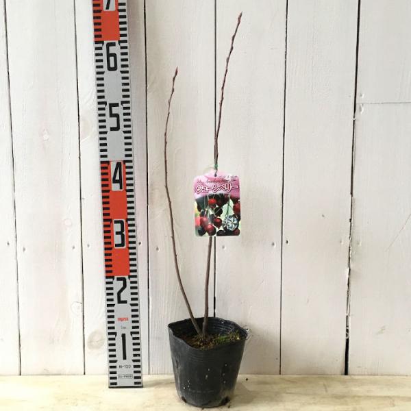 ジューンベリー 苗木 バレリーナ 13 5cmポット苗 3年生苗 ジューンベリー 苗 Buyee Buyee 日本の通販商品 オークションの代理入札 代理購入