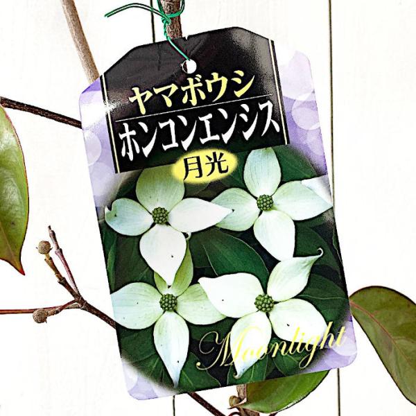 常緑ヤマボウシ 苗木 ホンコンエンシス月光 13 5cmポット苗 4年生苗 やまぼうし 苗 山法師 Buyee Buyee Japanese Proxy Service Buy From Japan Bot Online