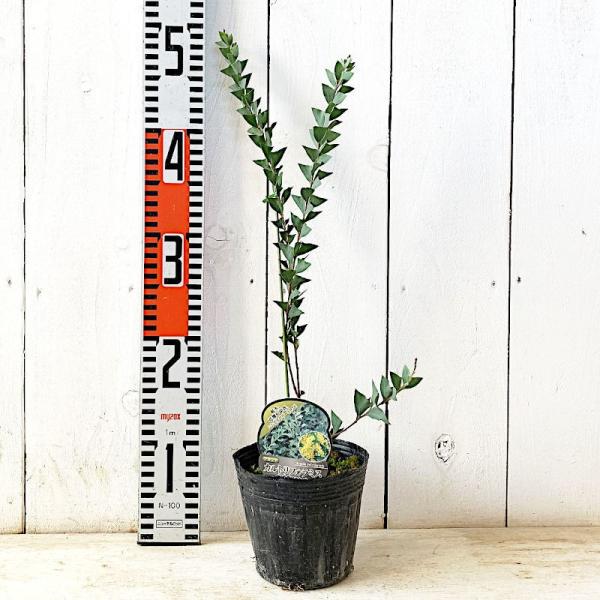 ミモザ 苗木 三角葉 12cmポット苗 3年生苗 ミモザ 苗 Buyee Buyee Japanese Proxy Service Buy From Japan Bot Online