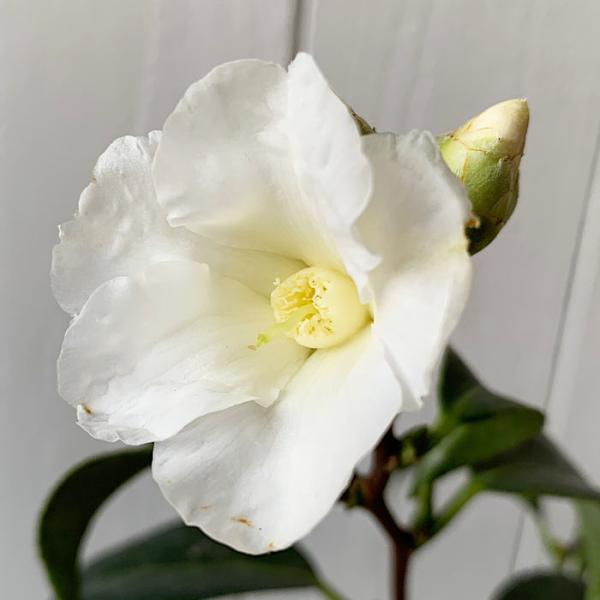 椿 苗木 白侘助 13 5cmポット苗 白佗助 白侘介 白佗介 しろわびすけ ツバキ 苗 つばき Ng Sws 苗通販店 ぐりーんべりぃ 通販 Yahoo ショッピング