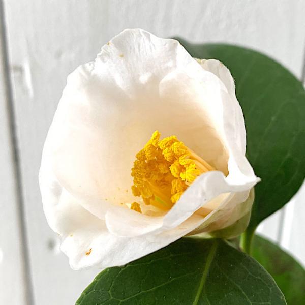 椿 苗木 初嵐 13 5cmポット苗 はつあらし ツバキ 苗 つばき Buyee Buyee Japanese Proxy Service Buy From Japan Bot Online